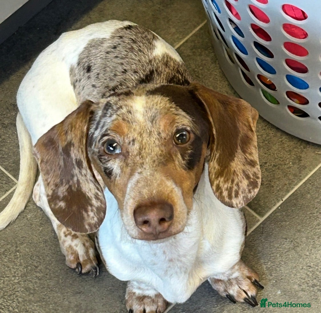 Miniature Dachshund dogs Beautiful boy for stud  in London - Advert 9