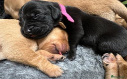 Labrador Retriever dogs for sale: Beautiful Labrador Retriever puppies - Image 19