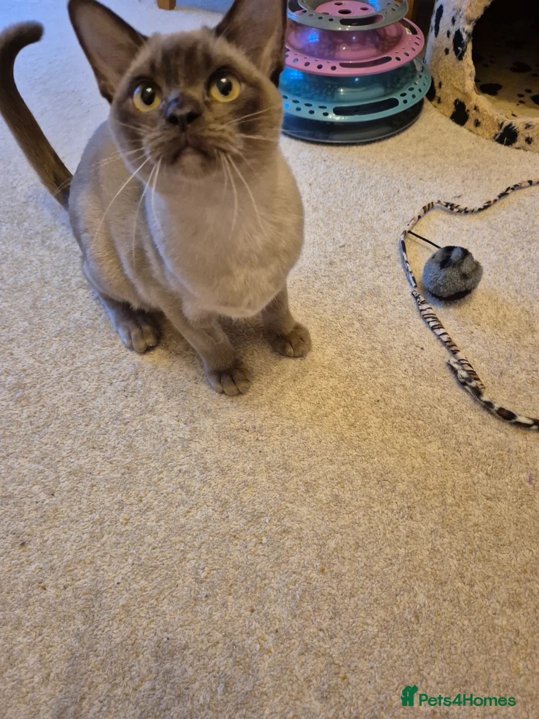 Burmese cats for sale: Gorgeous Chocolate Burmese Male Kitten - Advert 1