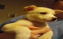 Mixed Breed dogs for sale: Alaskan malamute cross collies puppies  - Image 7