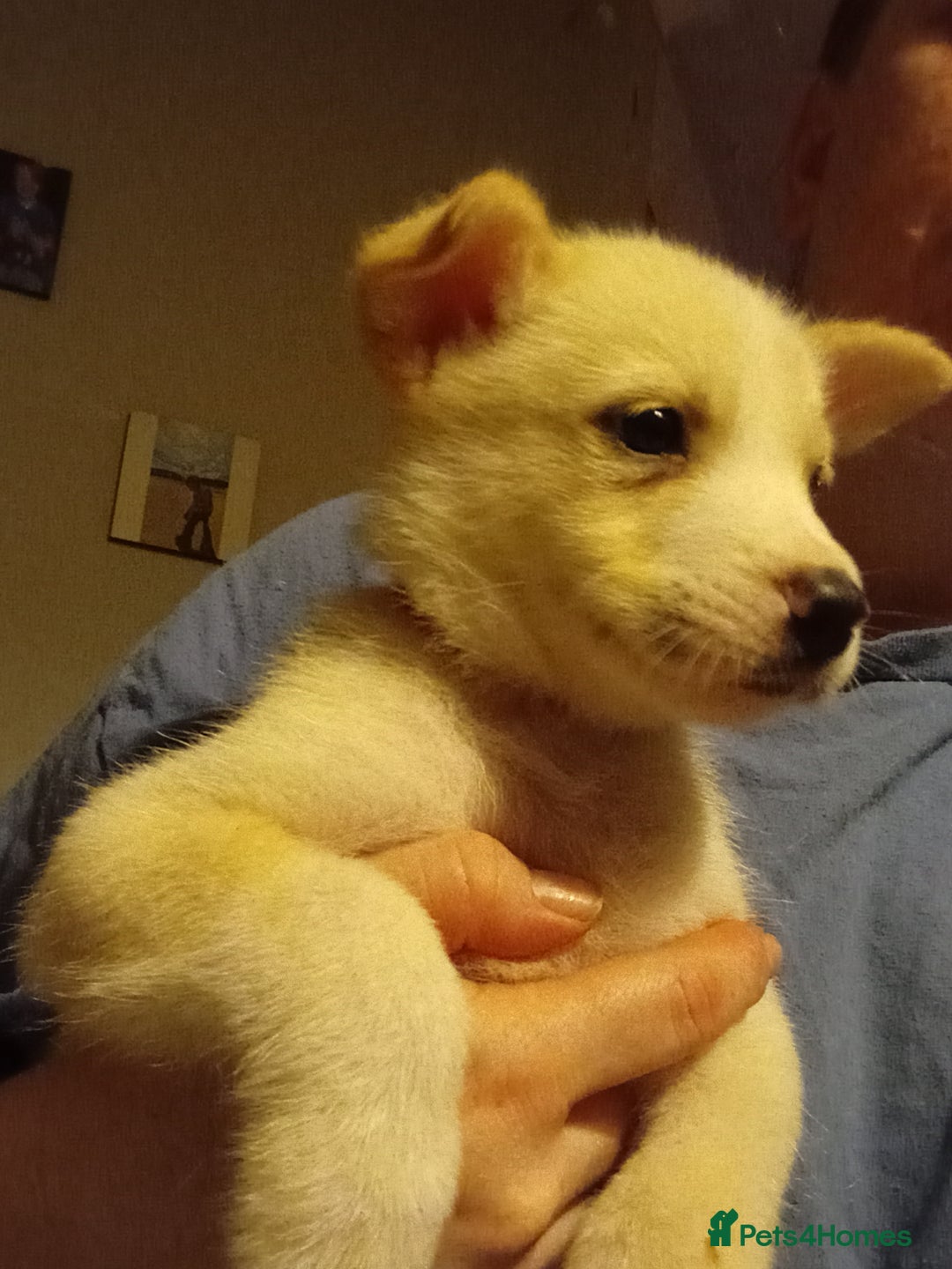 Mixed Breed dogs for sale: Alaskan malamute cross collies puppies  - Image 7