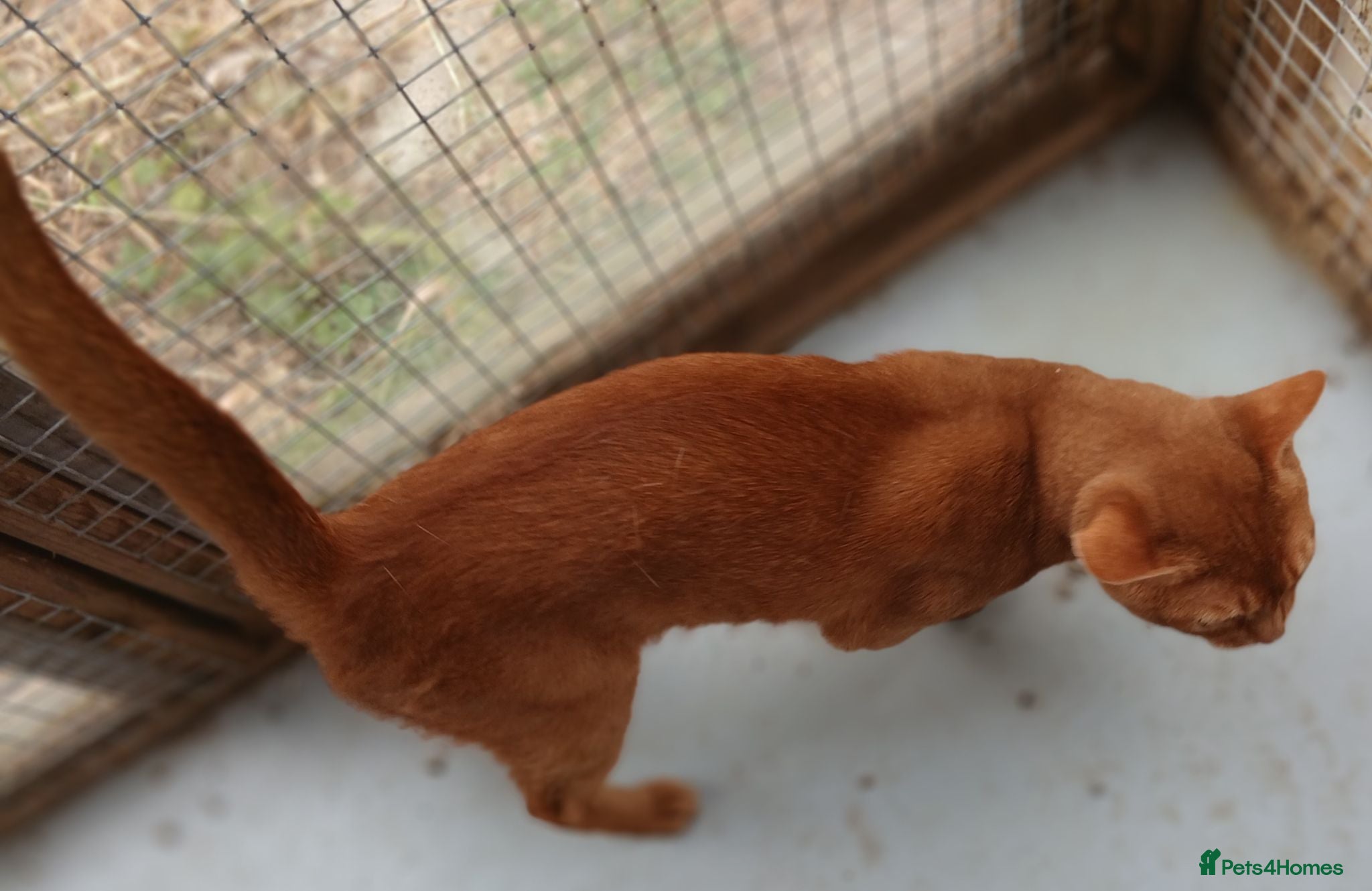 Abyssinian cats Red Abyssinian stud boy for sale - Advert 1