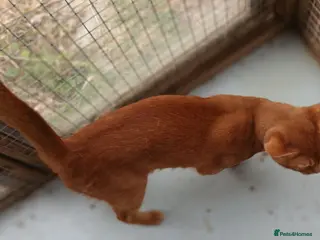 Abyssinian cats Red Abyssinian stud boy for sale - Advert 1