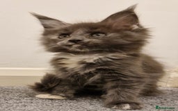 Maine Coon cats for sale: !!!BEAUTIFUL BIG BABIES AVAILABLE!!!  - Image 2