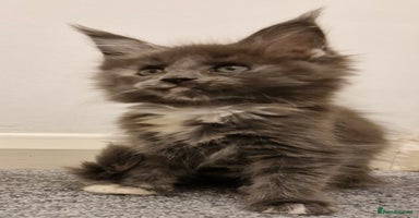 Maine Coon cats - Advert 1