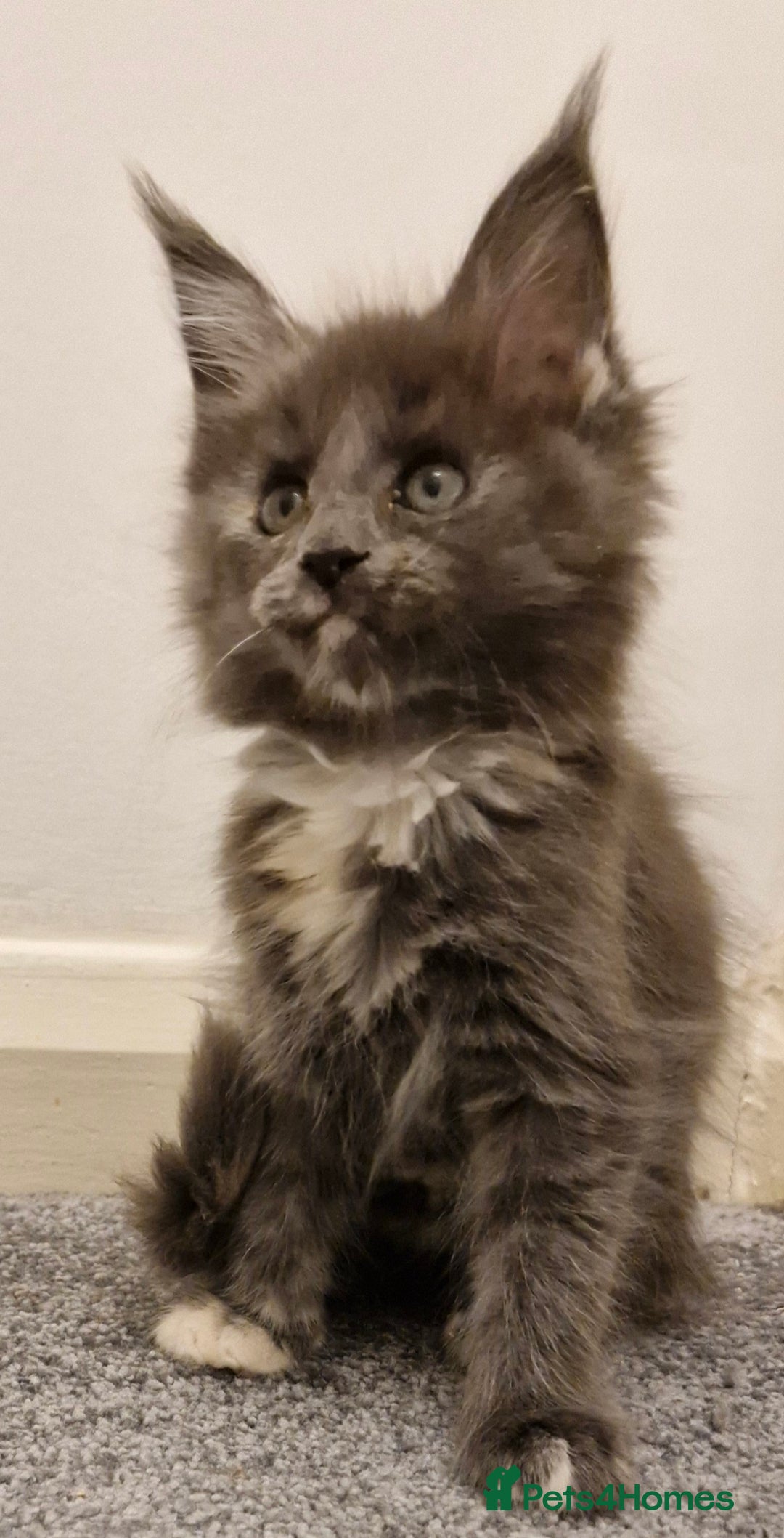 Maine Coon cats for sale: !!!BEAUTIFUL BIG BABIES AVAILABLE!!!  - Image 2