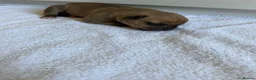 American Bulldog dogs for sale: 🐶 American Bulldog Puppies For Sale 🐶 in London - Advert 9