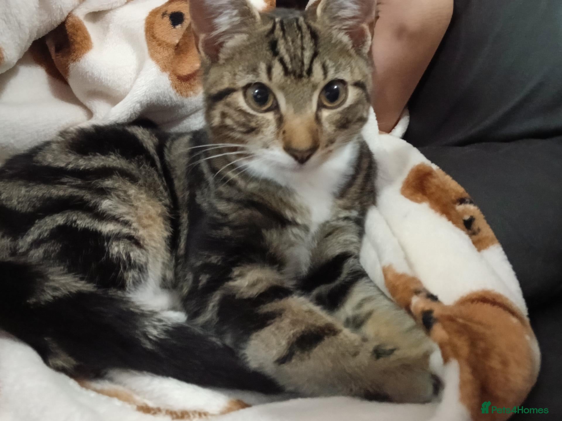 Bengal cats for sale: Beautiful boy - Advert 11