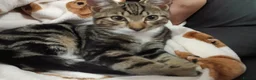 Bengal cats for sale: Beautiful boy - Advert 1