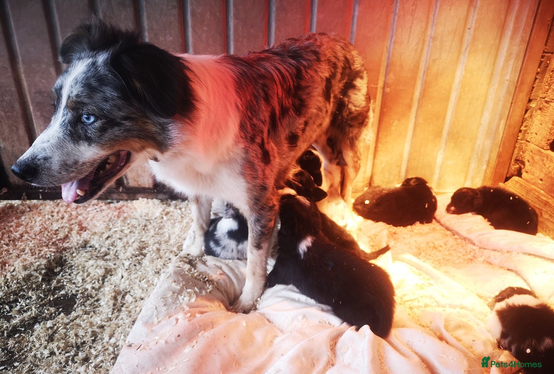 Border Collie dogs for sale: Beautiful Fluffy Collie Puppies  - Image 8