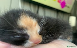 Mixed Breed cats for sale: Mixed litter of beautiful kittens  - Advert 9
