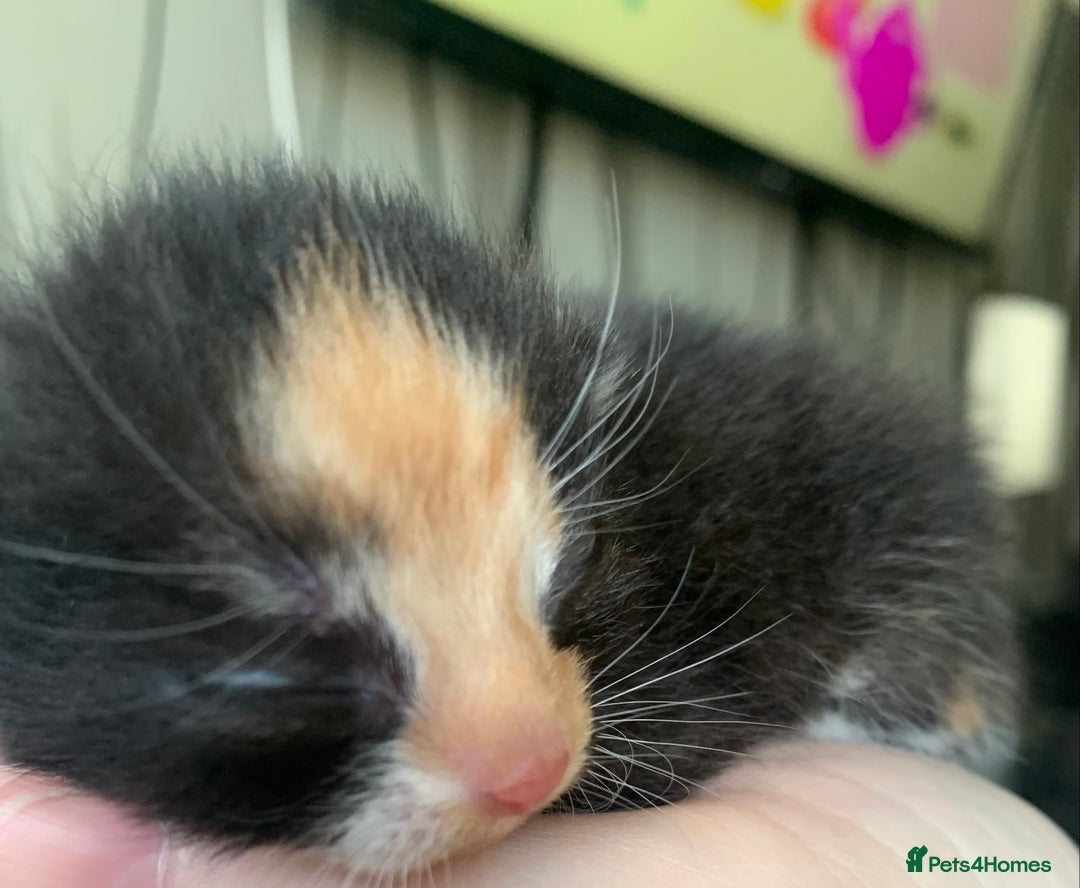 Mixed Breed cats for sale: Mixed litter of beautiful kittens  - Advert 9