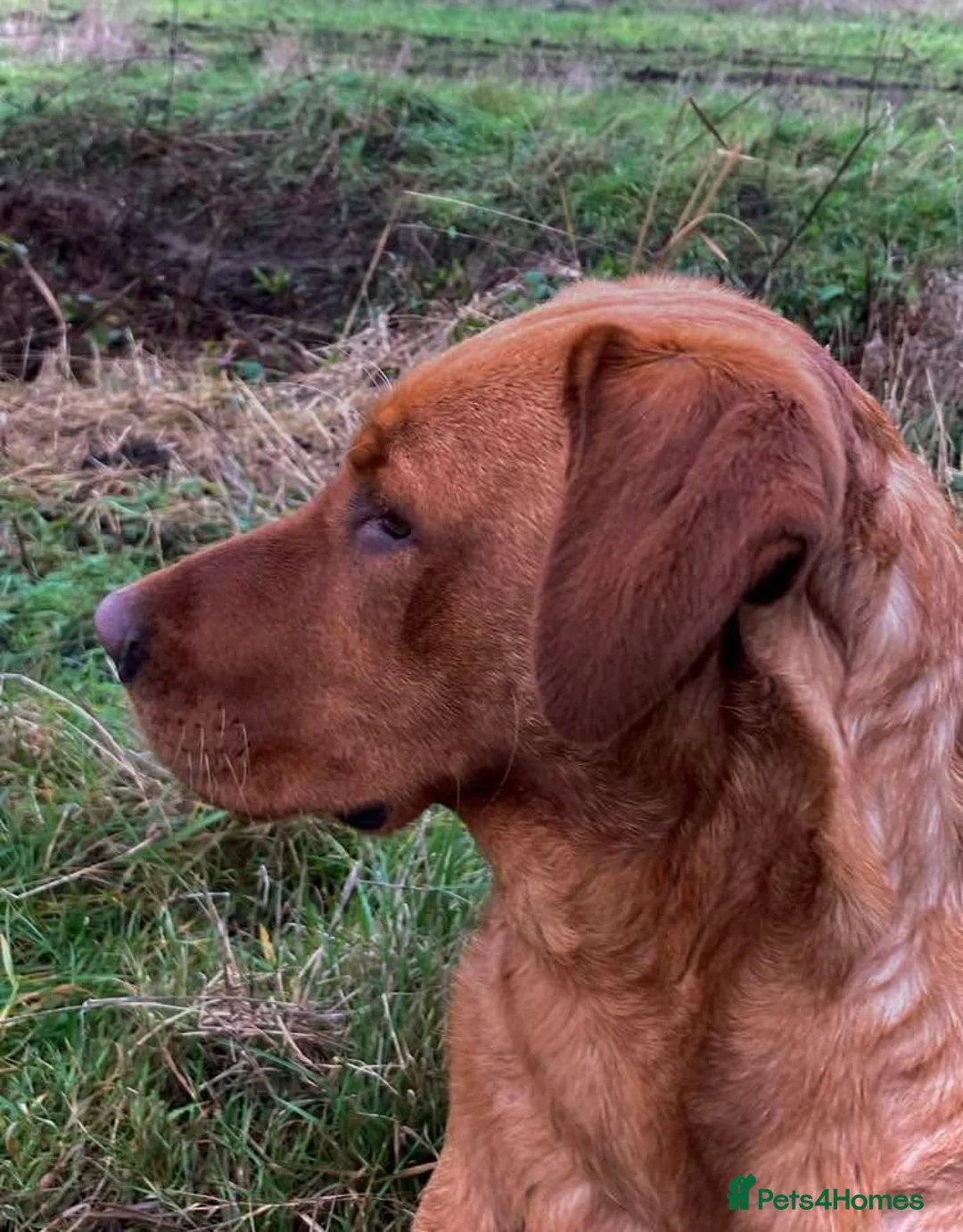 Labrador Retriever dogs for sale: Red Fox Labrador - Advert 13