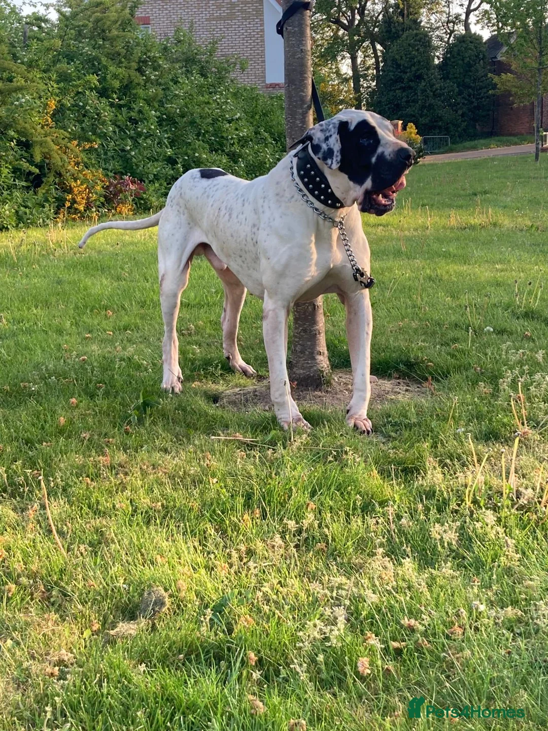 Mastiff dogs for sale: bully kutta male - Advert 12