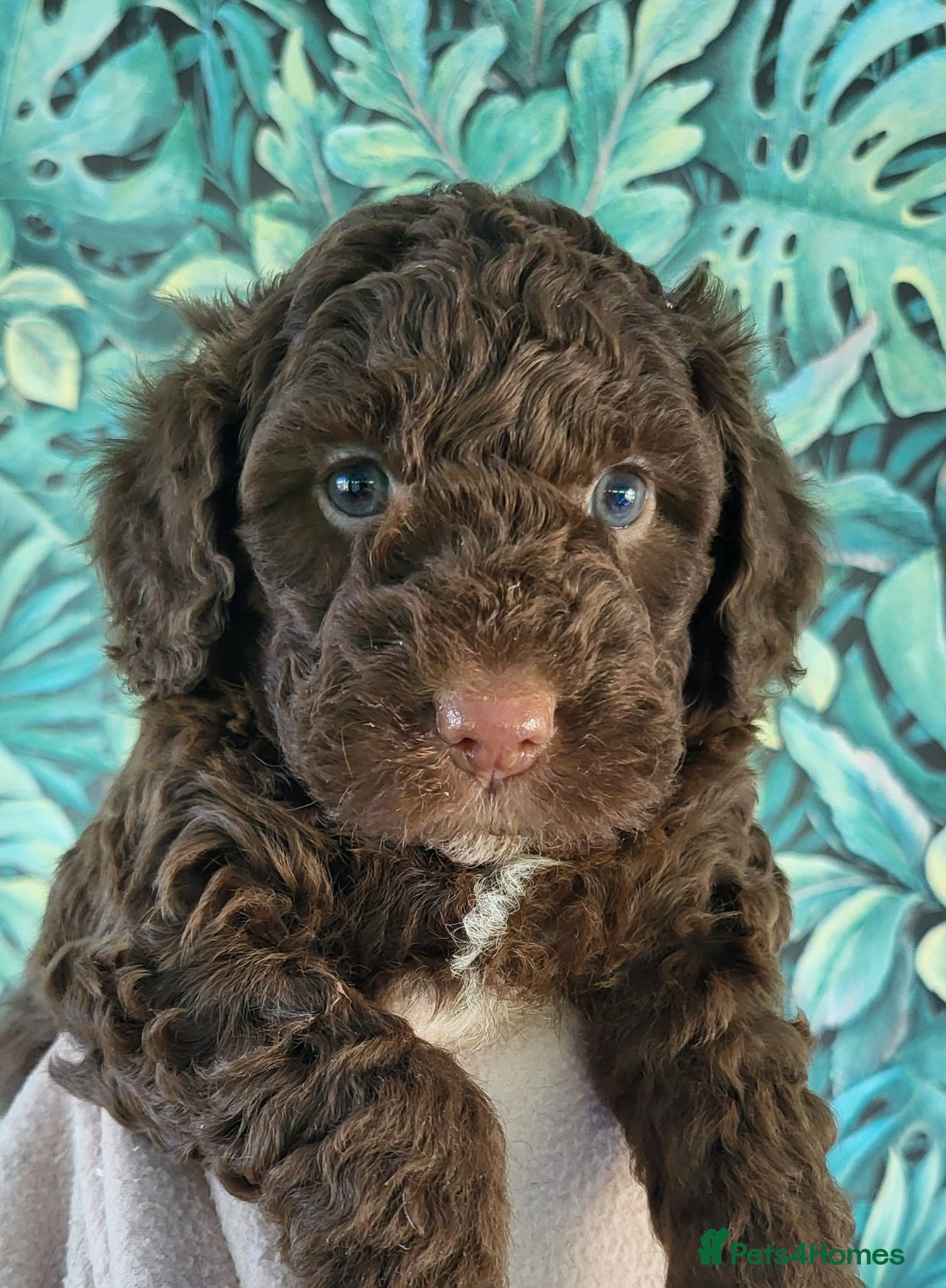 Labradoodle dogs Stunning, top quality miniature F1b Labradoodles  - Advert 8
