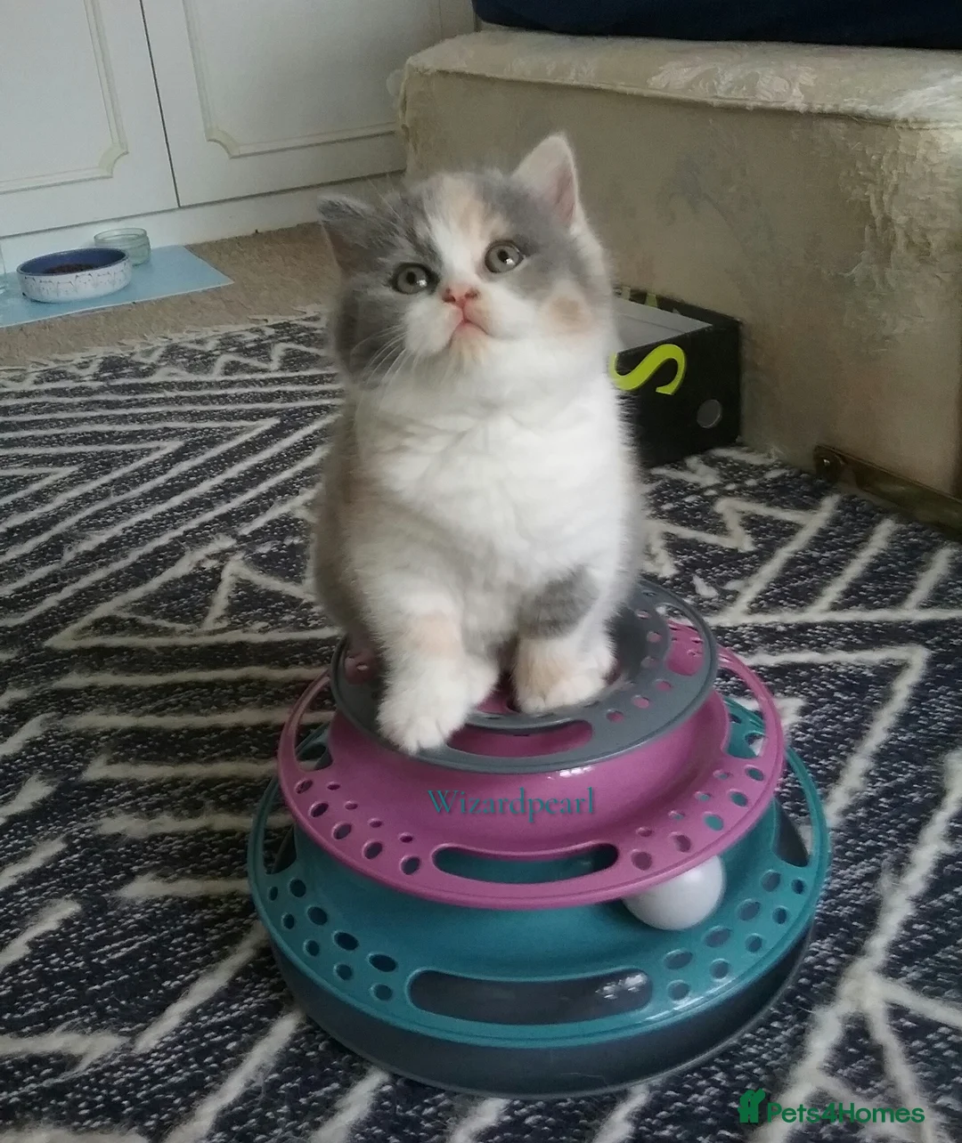 British Shorthair cats for stud: GCCF/TICA proven cream and white bicolour stud  in London - Advert 9