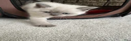 British Shorthair cats for sale: Beautiful British Shorthair Kittens - Advert 15
