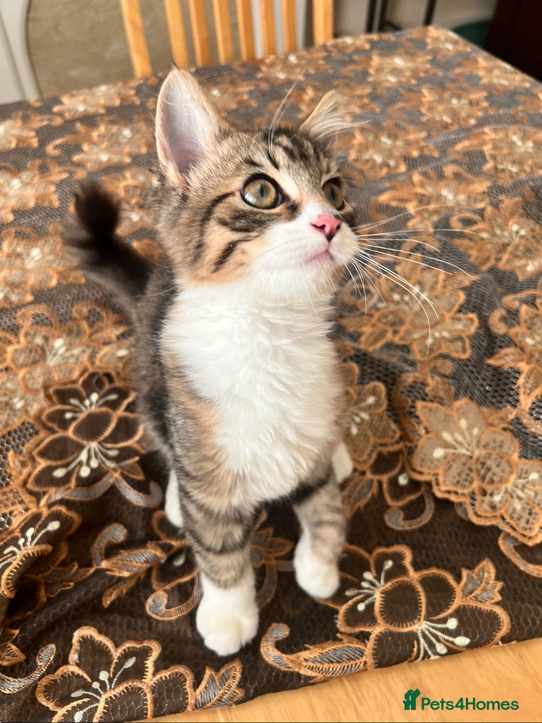 British Longhair cats for sale: Playful and Cuddly Kitten Ready to go❤️ - Advert 1