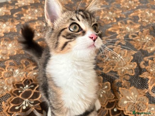 British Longhair cats Playful and Cuddly Kitten Ready to go❤️ - Advert 1