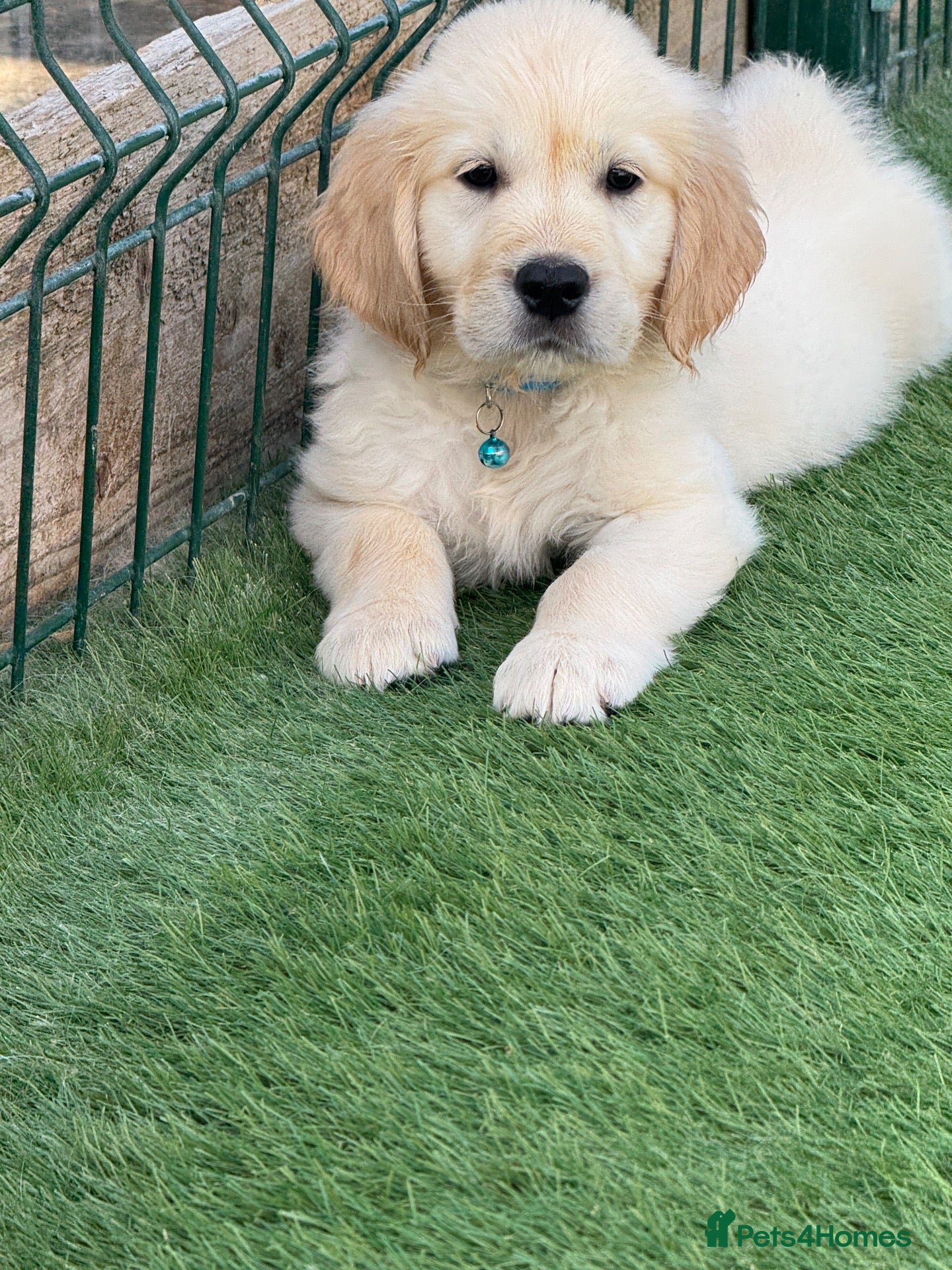Golden Retriever dogs ‼️Ready to leave now‼️KC RegisteredGoldenRetriever - Advert 2