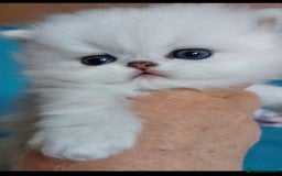 Persian cats for sale: Italian Persian chinchilla kittens♥️🐾 - Image 14