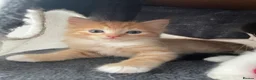 Ragdoll cats for sale: Beautiful cross Ragdoll kittens - Advert 1