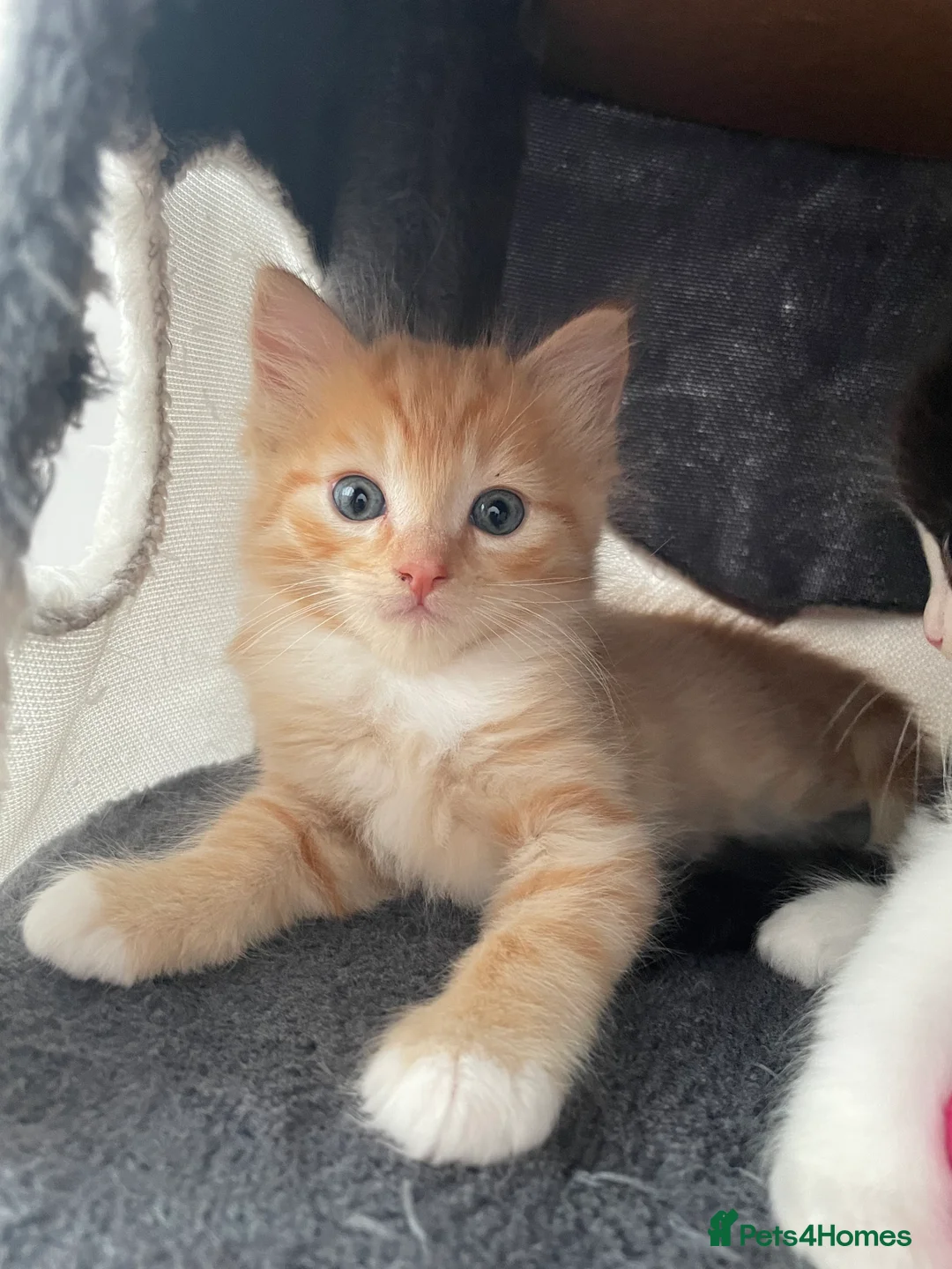 Ragdoll cats for sale: Beautiful cross Ragdoll kittens - Advert 1