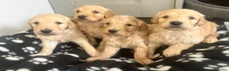 Goldendoodle dogs for sale: Stunning Goldendoodle Puppies - Advert 34