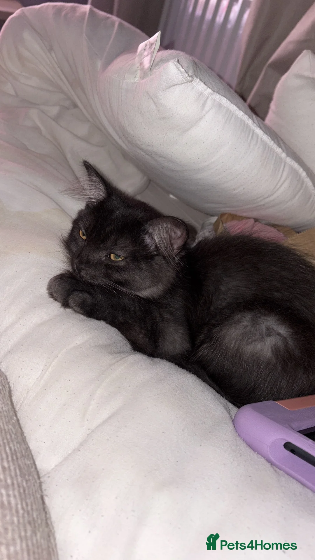 British Shorthair cats for sale: Sister British shorthair cats  - Advert 5