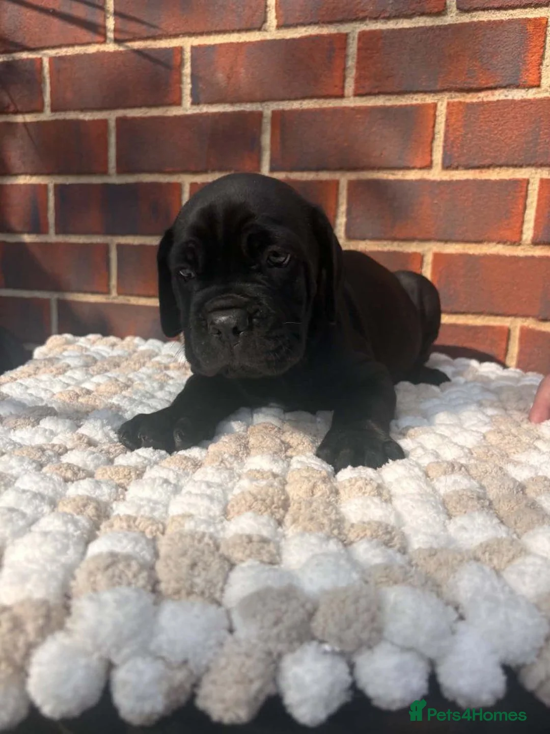 Cane Corso dogs for sale: Beautiful Cane Corso Puppies – 1 Boy, 2 Girls. in Stafford - Advert 4