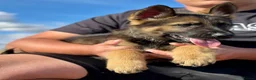 German Shepherd dogs for sale: Quality, Purebred, Large, Family Raised GSD Pups - Advert 15