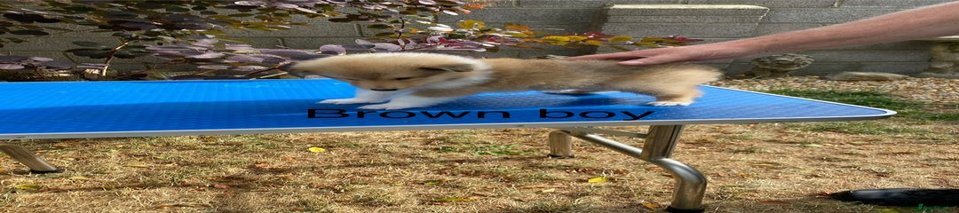 Rough Collie Puppy 3