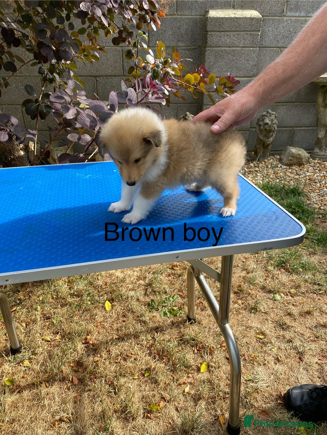 Rough Collie dogs for sale: ROUGH COLLIE  SABLE AND WHITE MALE PUPPIES - Image 12