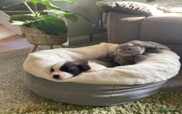 Saint Bernard dogs for sale: Stunning KC reg Saint Bernard puppies  - Image 7