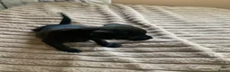 Patterdale Terrier dogs for sale: Patterdale terrier pups  - Advert 4