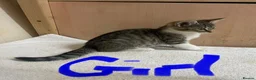 Mixed Breed cats for sale: Bengal cross kittens - Advert 11
