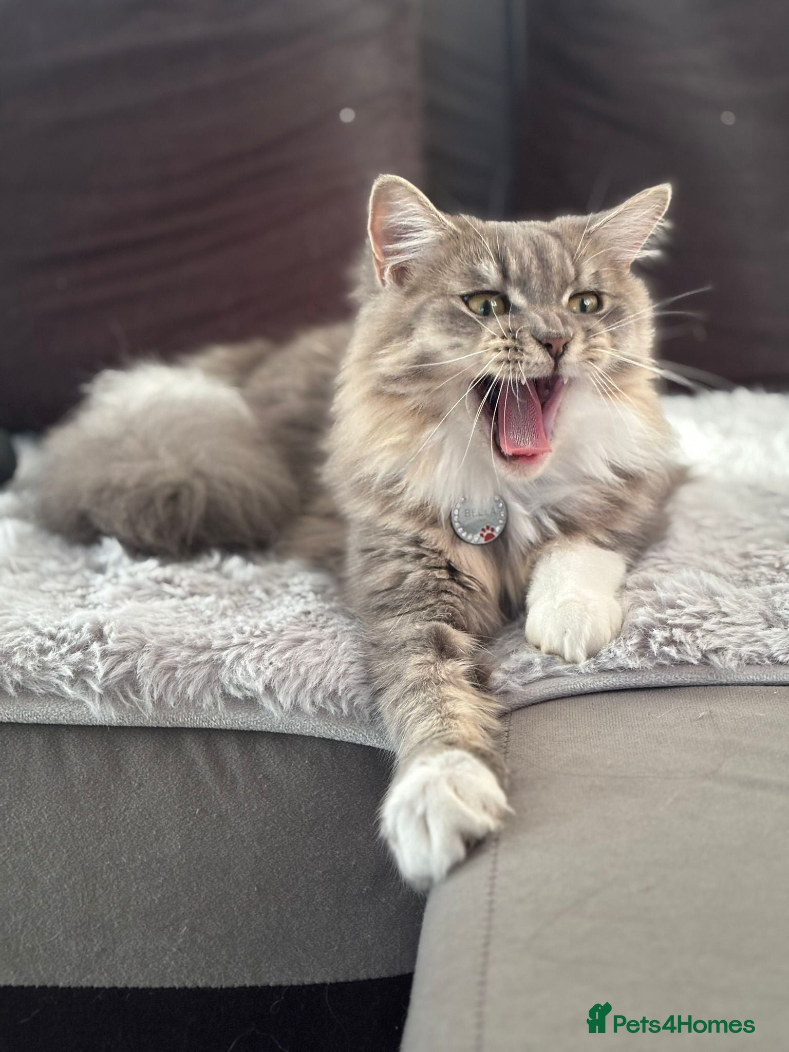 Maine Coon cats Maine Coon Bella  - Advert 5