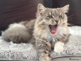 Maine Coon cats Maine Coon Bella - Advert 15