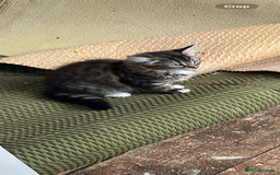 Mixed Breed cats for sale: Two cats for sale. - Image 6