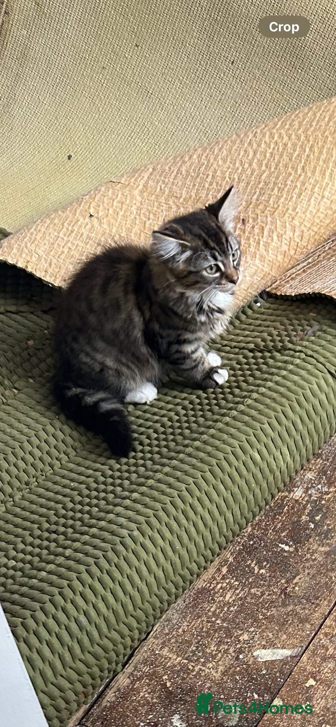 Mixed Breed cats for sale: Two cats for sale. - Image 6