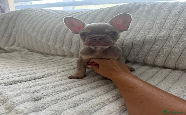 French Bulldog dogs - Advert 16