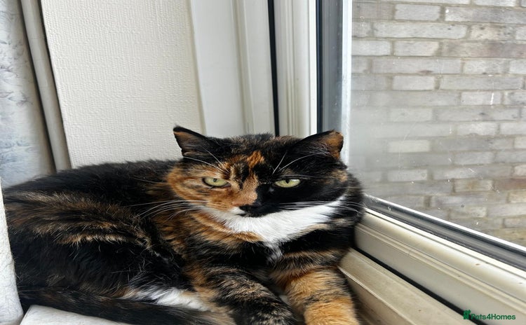 Mixed Breed cats - Advert 15
