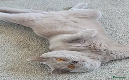 British Shorthair cats for stud:  Stunning pedigree Sir Arnold  in Bradford - Image 3