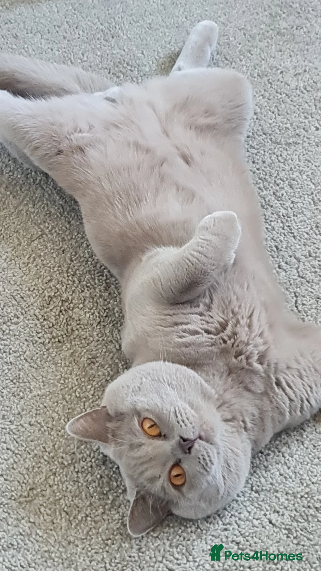 British Shorthair cats for stud: For stud lilac boy Sir Arnold (carries choc gene) in Bradford - Advert 2