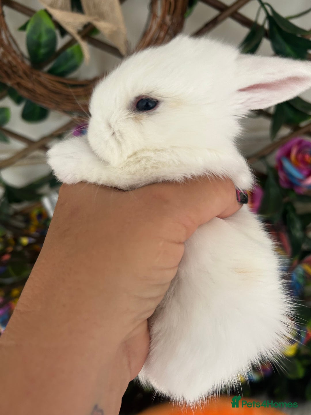 Mini Lop rabbits for sale: Pure Breed Mini lops  - Image 22