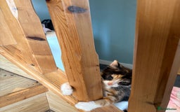 Mixed Breed cats for sale: Female kitten  - Image 6