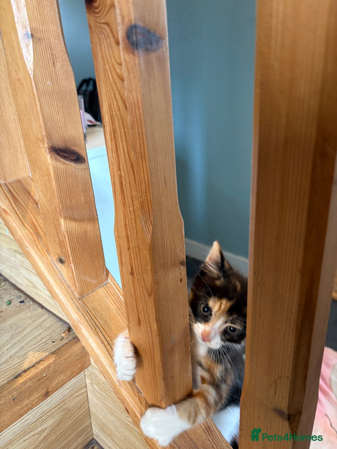 Mixed Breed cats for sale: Female kitten  - Image 6