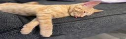 Domestic Shorthair cats for sale: Nemo our ginger tabby male. - Advert 7