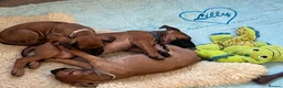 Rhodesian Ridgeback dogs for sale: Rhodesian Ridgeback girls looking for loving homes in Portsmouth - Advert 12