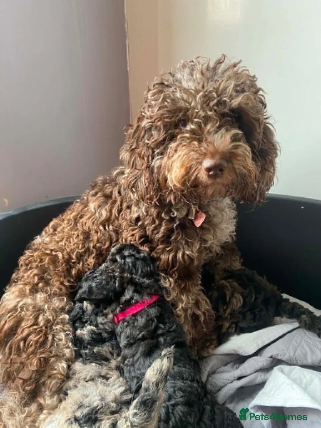 Cockapoo dogs for sale: Cockapoo Puppies - Advert 2